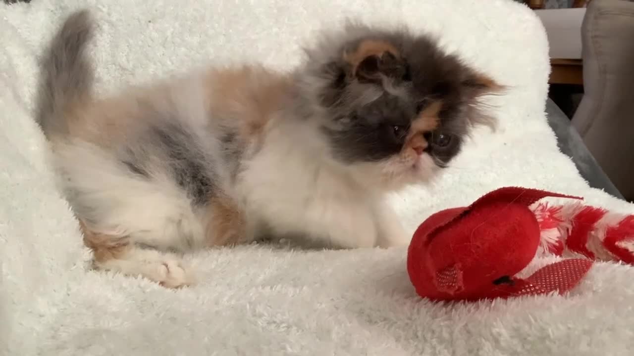 Persian cats for sale: Pure Persian Kitten - Video 1