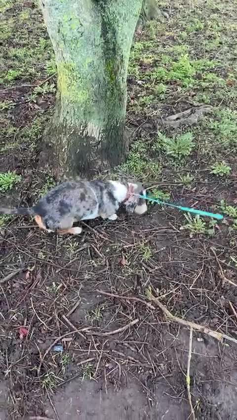 Mixed Breed dogs for adoption: 🐾Meet NORMAN 🐾 - a Lovely Boy for a Loving Home  - Video 2