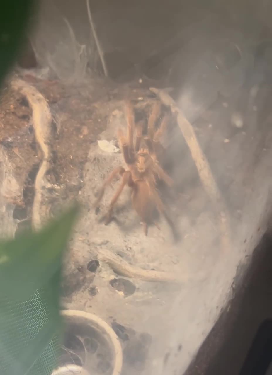 Tarantulas invertebrates for sale: Various tarantulas looking for new homes - Video 5