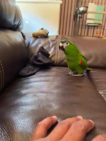 Macaws birds for sale: Muffin in Coulsdon - Video 3