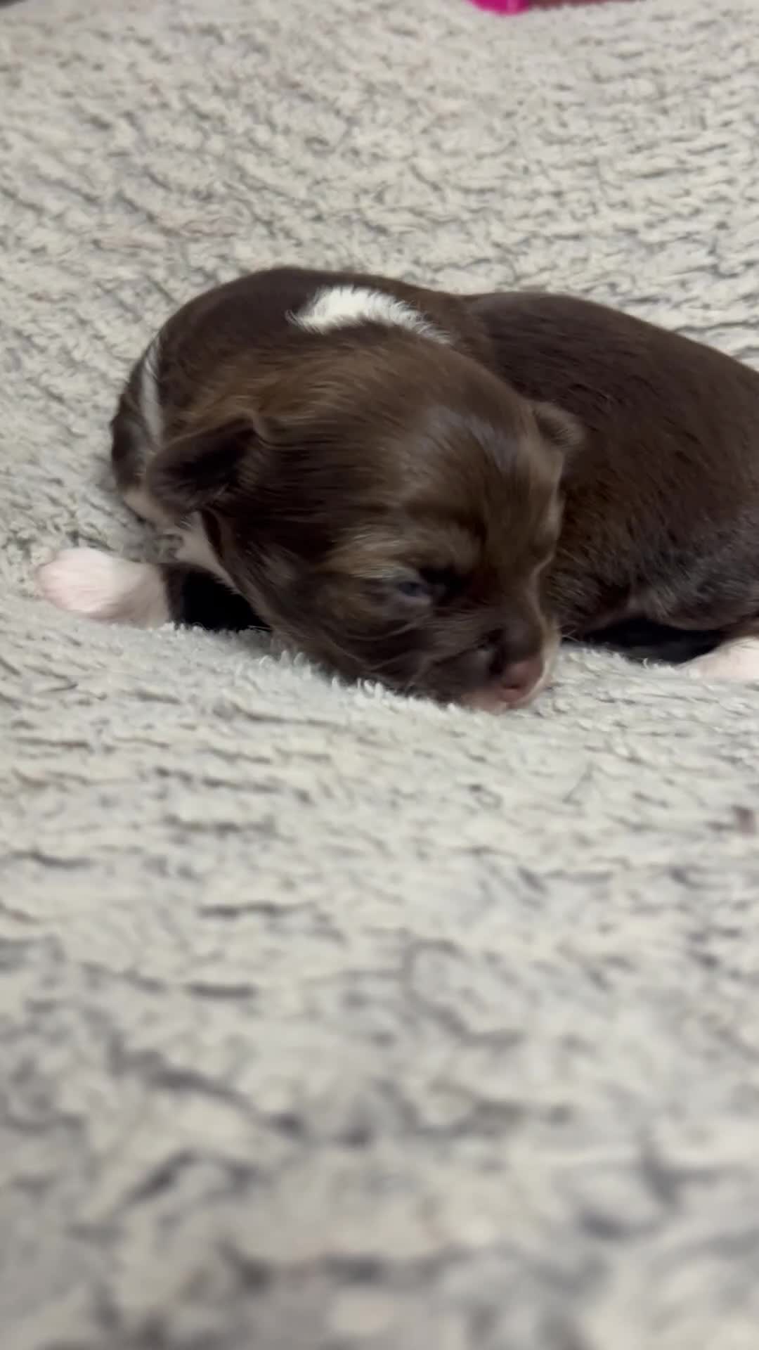 Chihuahua dogs for sale: 2x Purebred Chihuahua⭐️⭐️ - Video 2