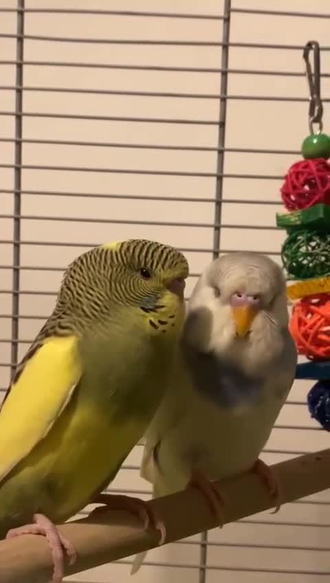 Budgerigars birds for sale: 4  budgies - Video 1
