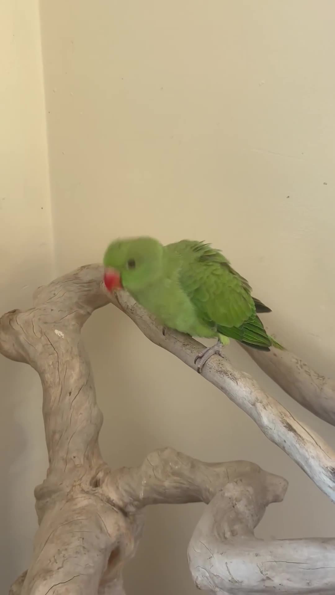 Ringnecks birds for sale: Hand Reared Green Indian Ringneck *READY NOW* - Video 1