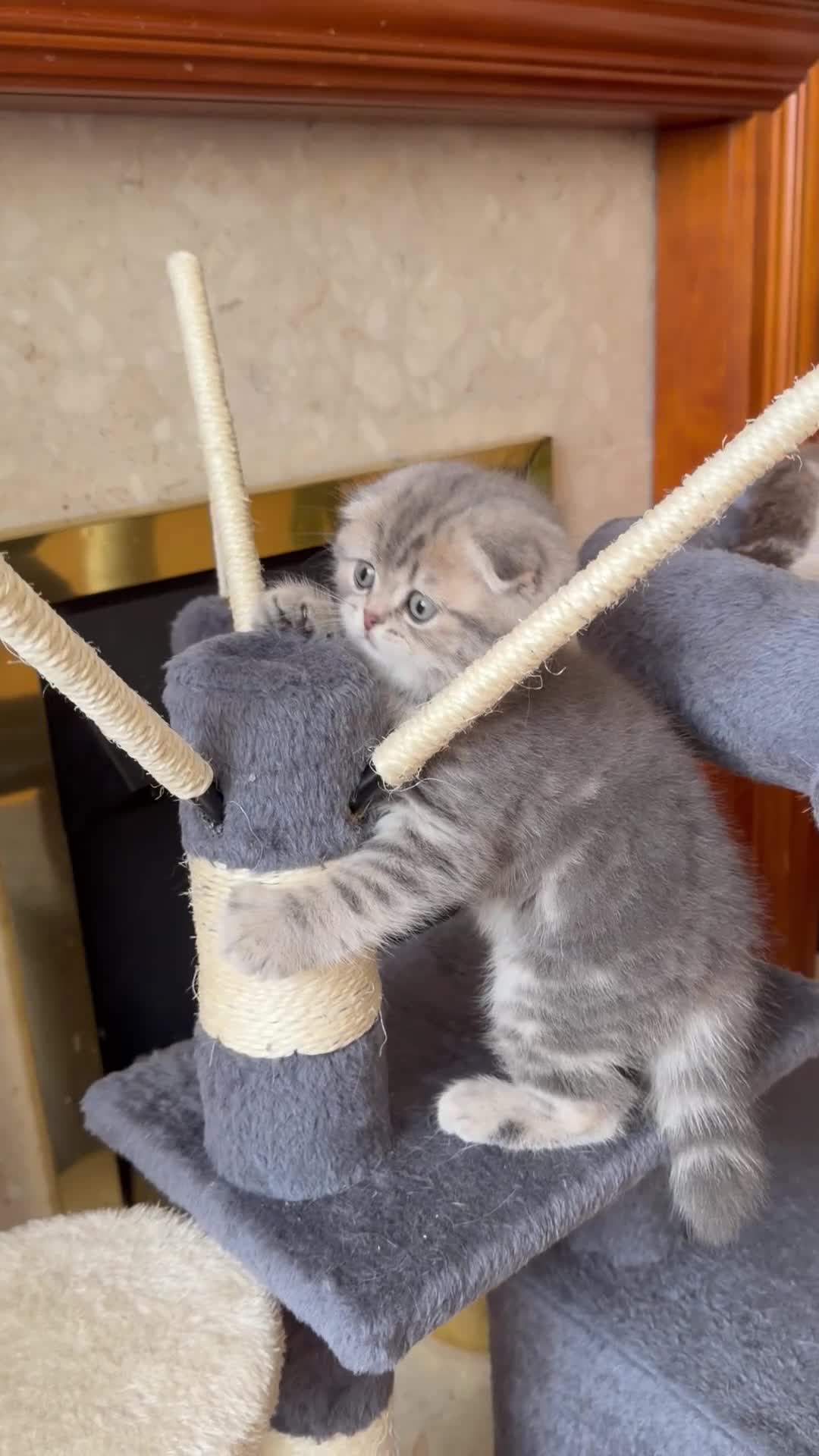 Scottish Fold cats for sale: Last chunky girl left🩷  - Video 1