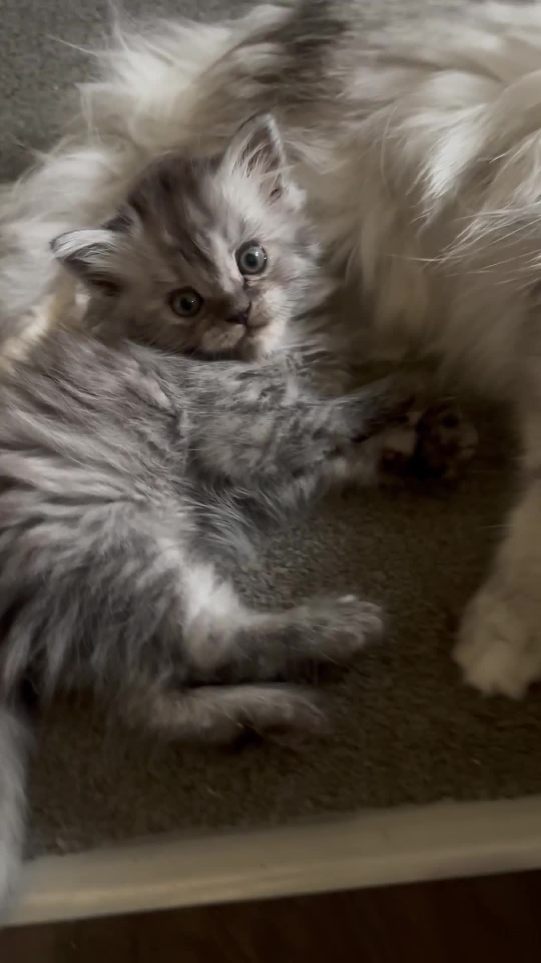 Perdoll cats for sale: Beautiful perdoll babies - Video 1