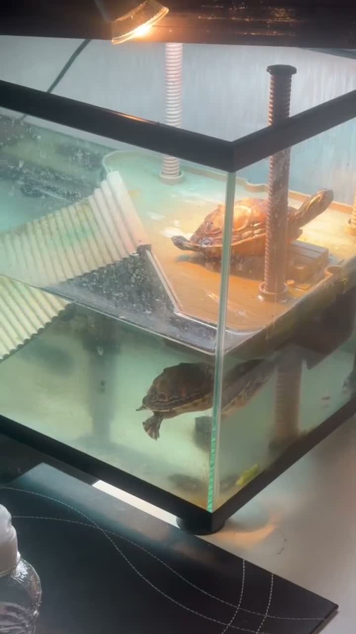 Terrapin reptiles for sale: Terrapin turtles  - Video 2