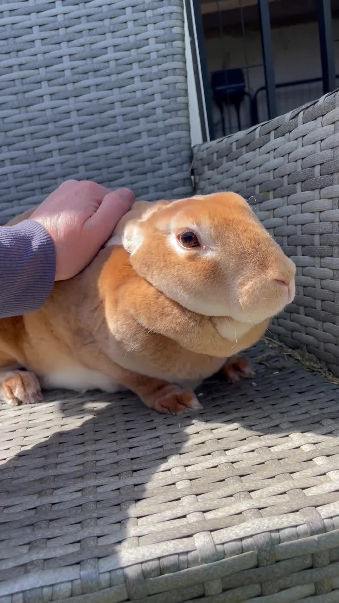 Rex rabbits for sale: 5 week old pure mini Rex💖💙 - Video 2