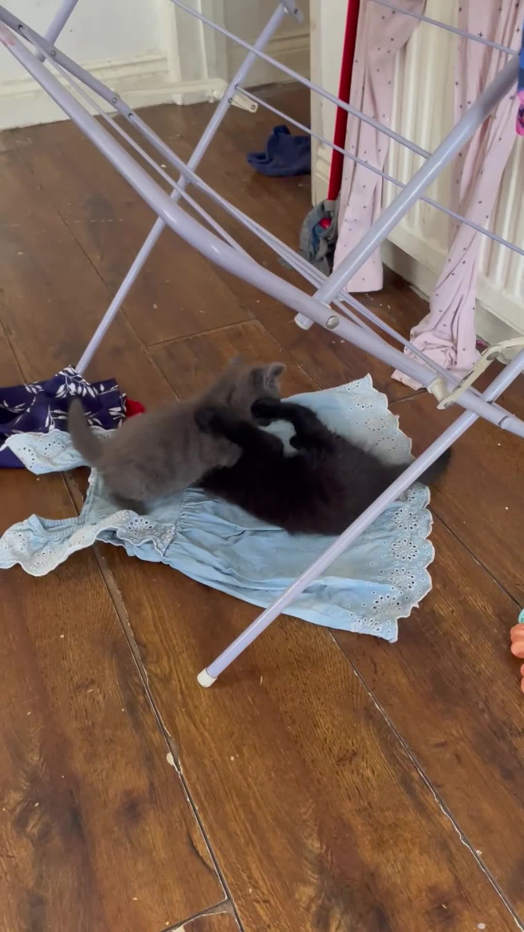 Mixed Breed cats for sale: Female grey kitten  - Video 2