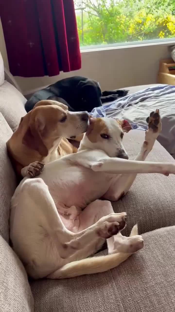 Mixed Breed dogs for adoption: Oscar is ready for his forever sofa! - Video 1