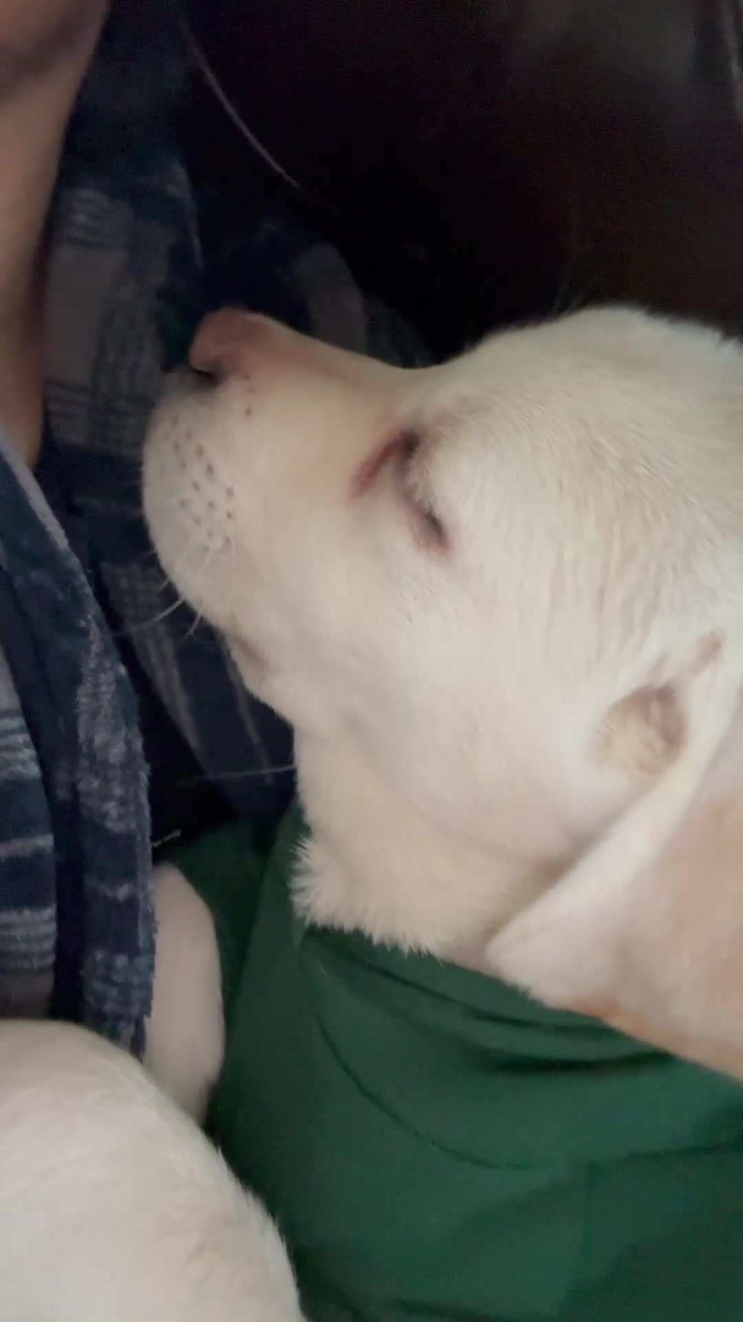 Labrador Retriever dogs for sale: Amazing Labrador  - Video 4