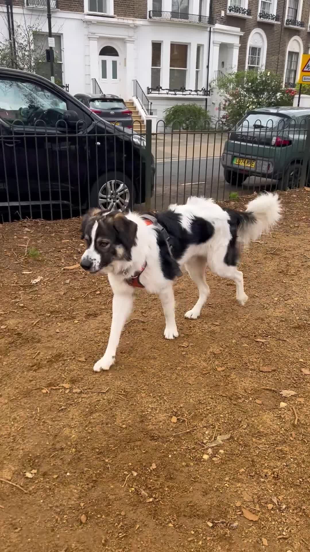 Mixed Breed dogs for sale: Maremma Caucasian Shepherd cross - Video 4