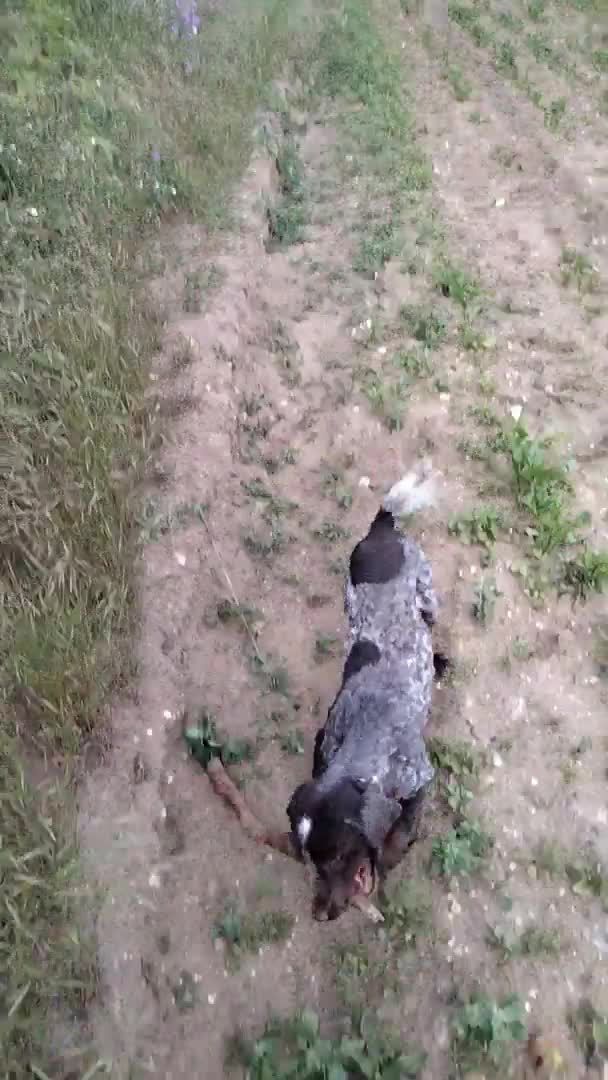 Cocker Spaniel dogs for stud: introducing sammy to the ladies in Diss - Video 2