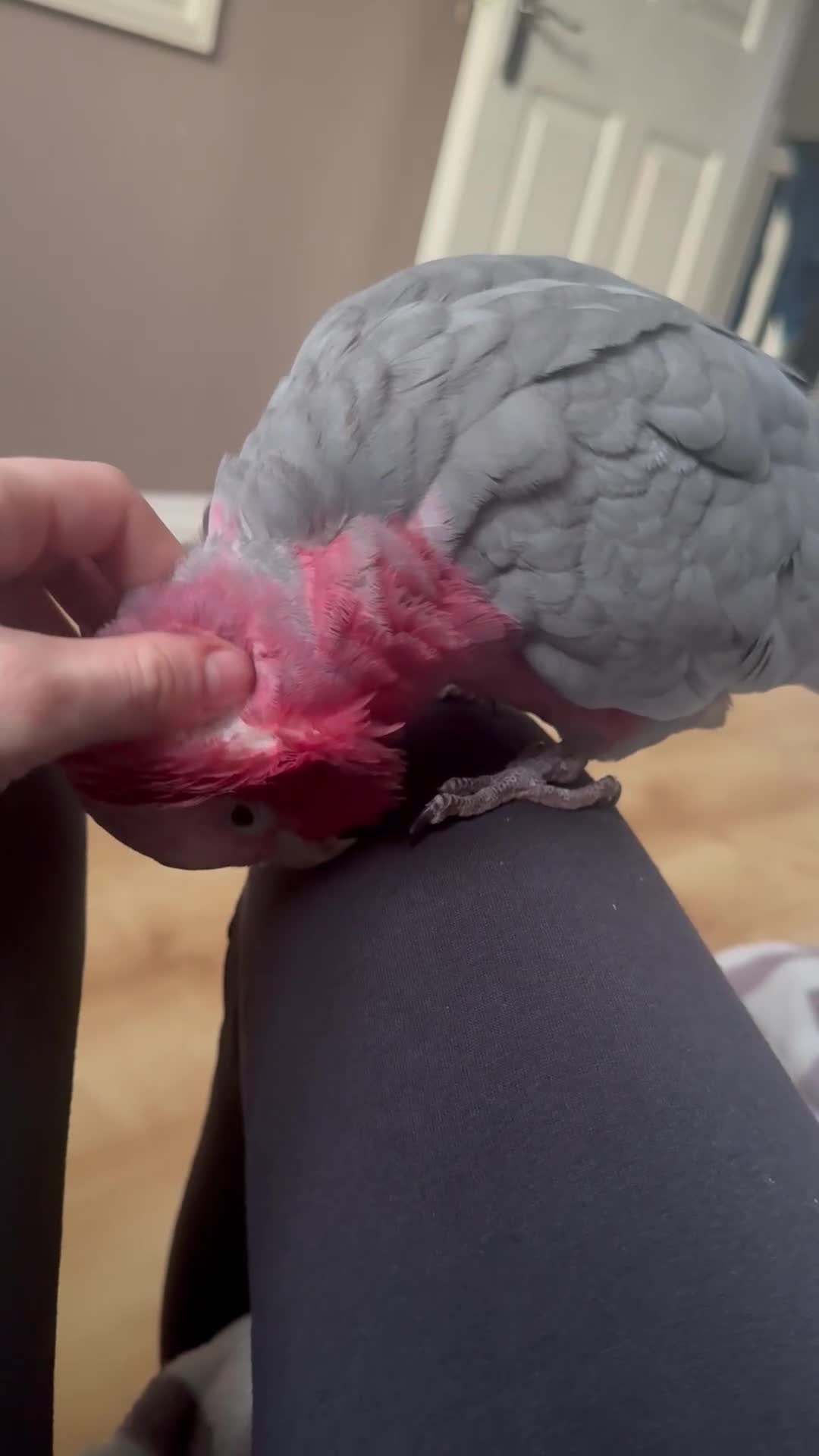 Cockatoo birds for sale: Talking Hand tame female galah cockatoo  - Video 1