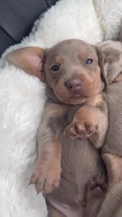 Miniature Dachshund dogs for sale: 🎄XMAS 🎄 MINIATURE DACHSHUNDS ISABELLA AND DAPPLE - Video 2