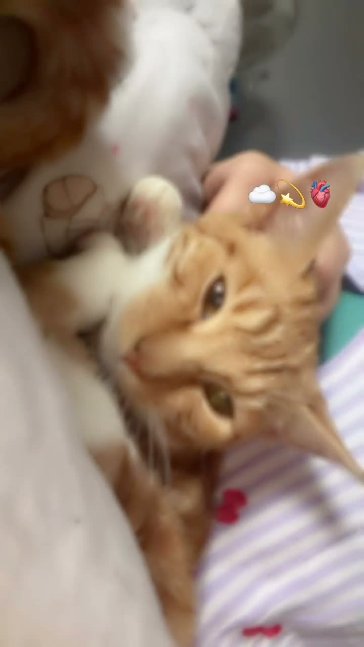 British Shorthair cats for sale: Ginge  in Rochester - Video 1