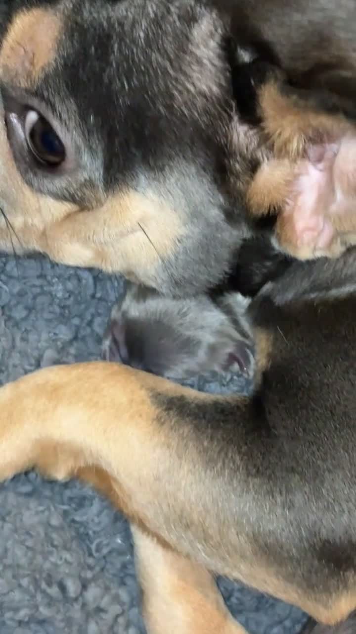 French Bulldog dogs for sale: Fluffy frenchi  - Video 2