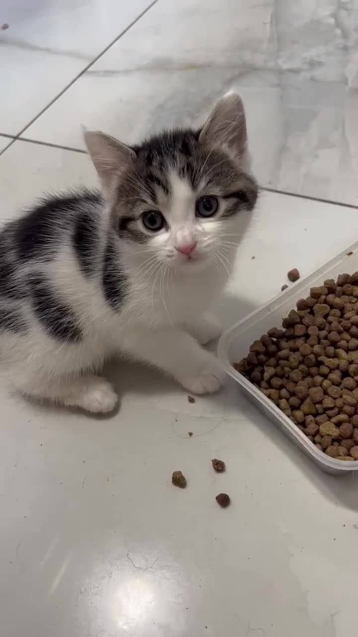 Mixed Breed cats for sale: Female kitten available now London Edmonton  in London - Video 1