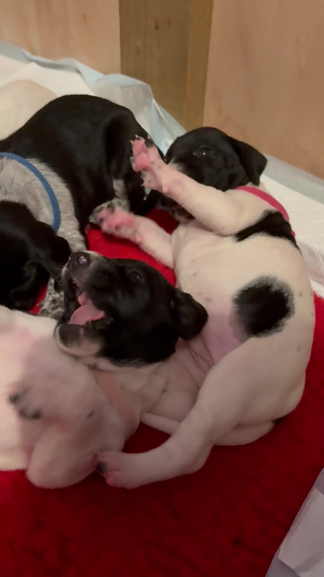 Mixed Breed dogs for sale: GSP X FOXHOUND Puppies  - Video 1