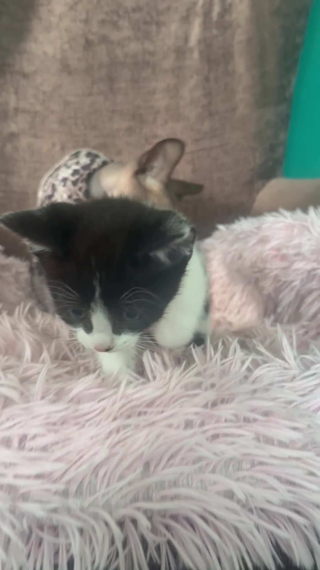 Mixed Breed cats for sale: Gorgeous long hair kitten 🧡🖤 - Video 1