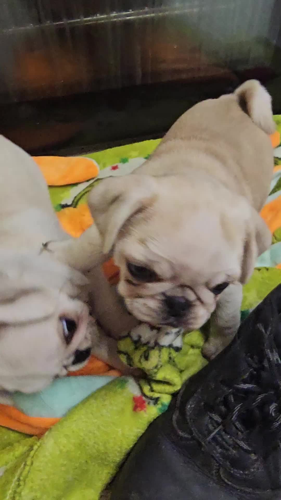 Pug dogs for sale: Gorgeous creamgirl and whiteboy pug ready toleave  - Video 1