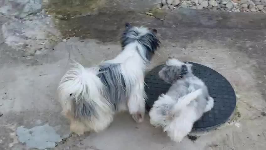 Yorkshire Terrier dogs for sale: Rare Colourful Pedigree Yorkies Certified Breeder - Video 2