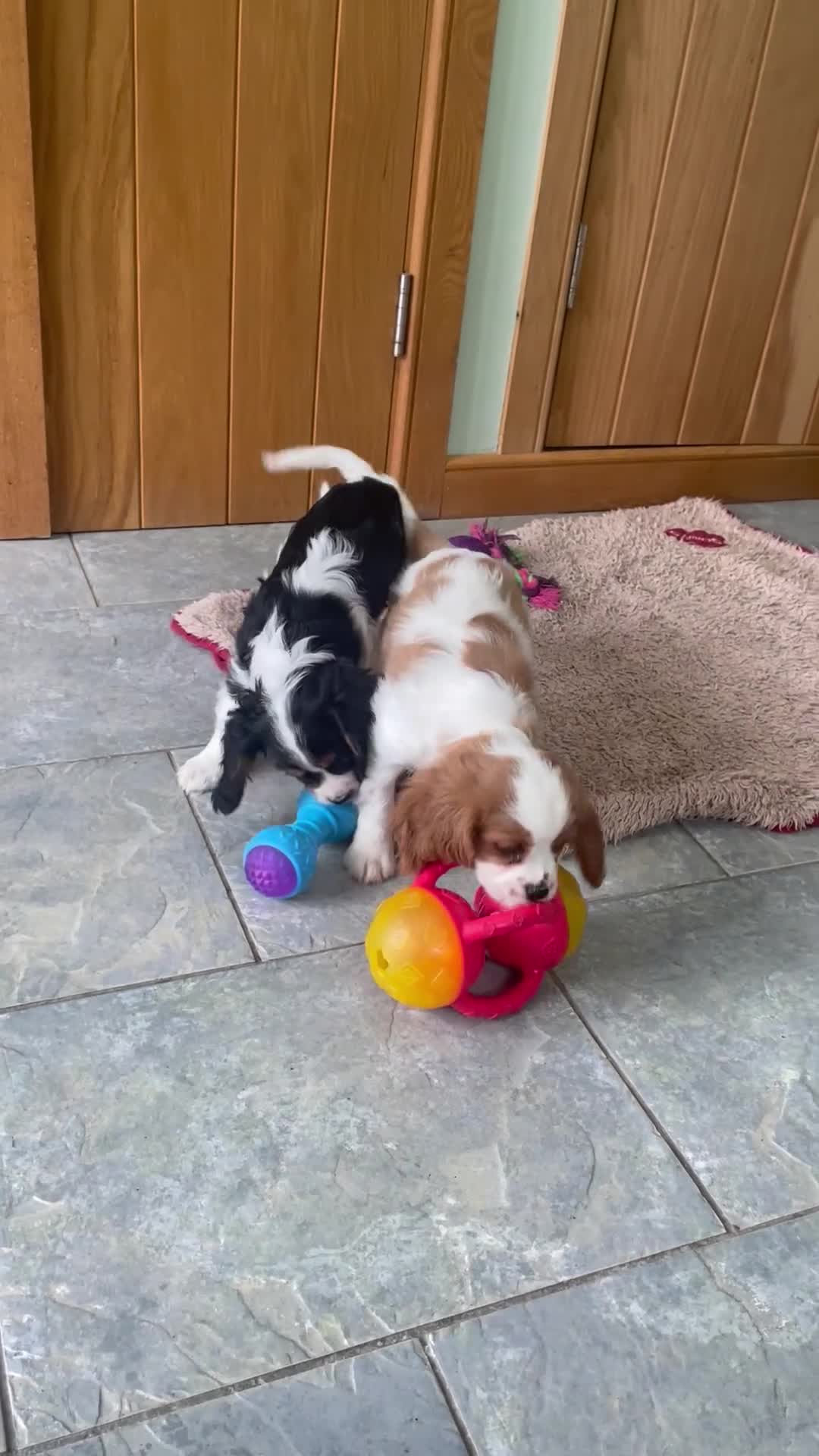 Cavalier King Charles Spaniel dogs for sale: K C Reg Cavalier King Charles - Video 1