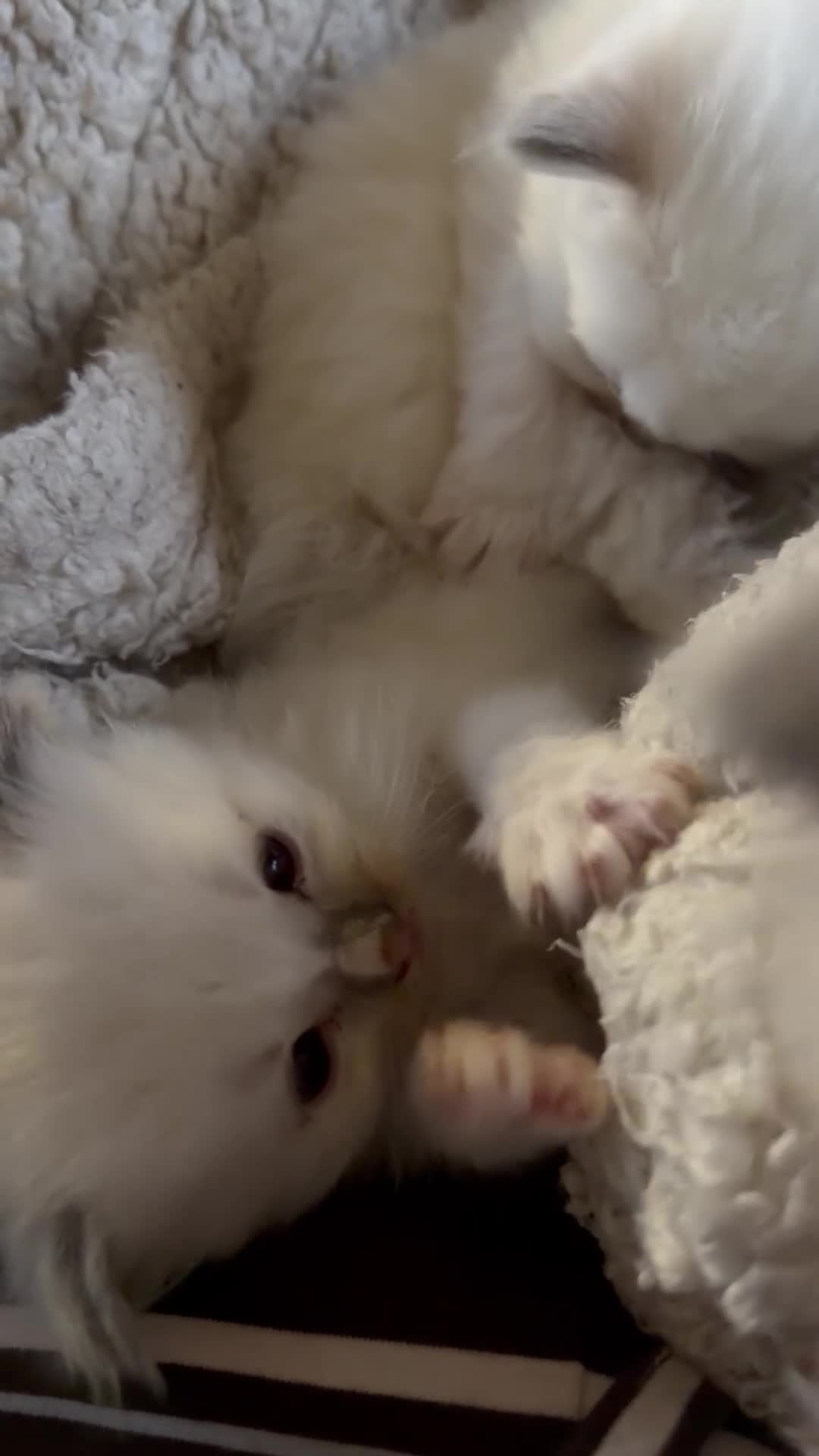 Ragdoll cats for sale: 5 Beautiful Ragdoll Kittens for sale - Video 1