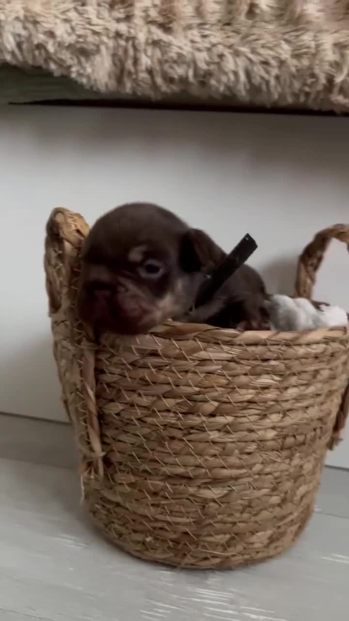 French Bulldog dogs for sale: Frenchies in Chocolate & Tan and Rojo - Video 5