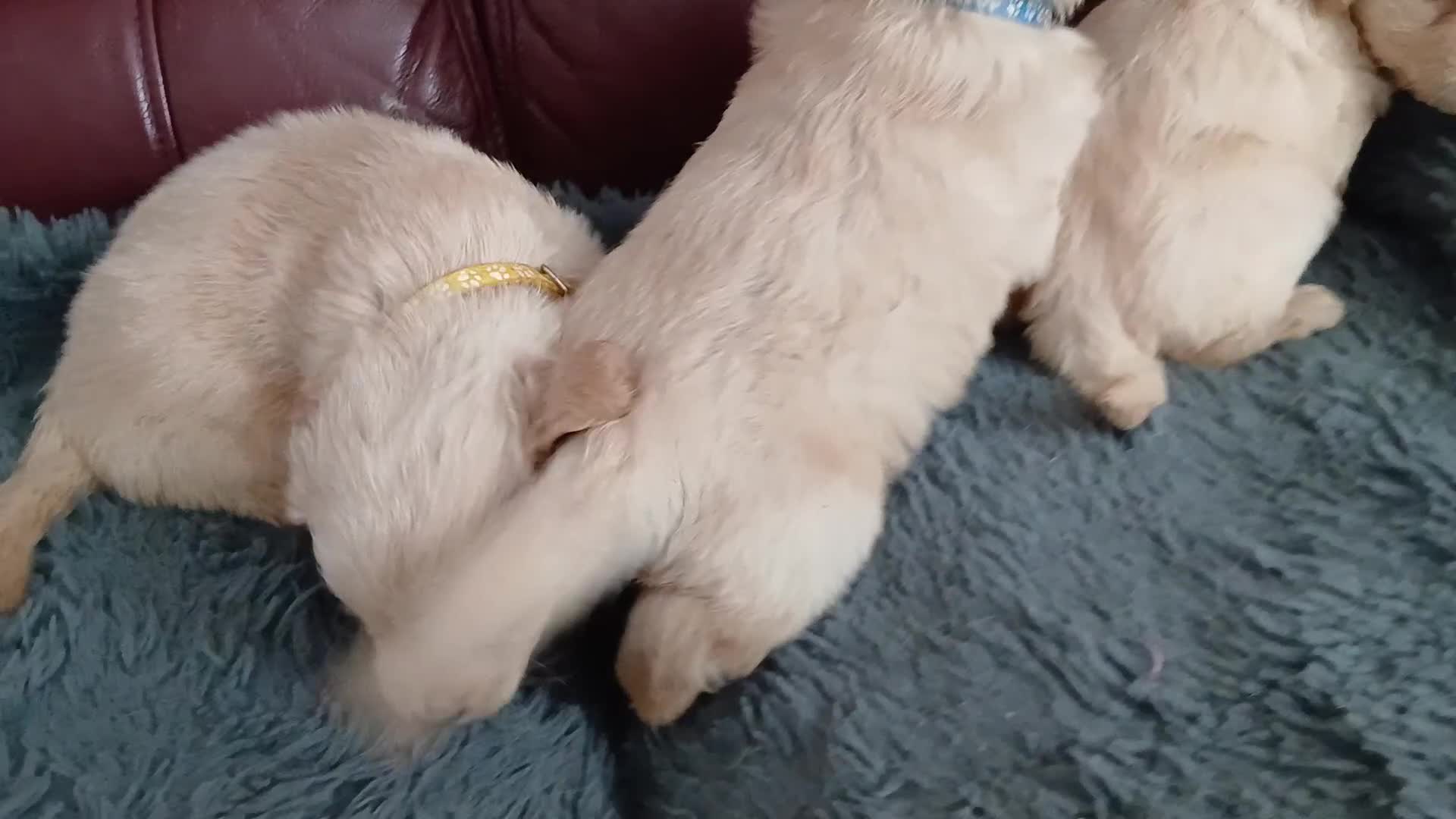 Golden Retriever dogs for sale: Cream golden retriver for sale ONLY 2 Available  - Video 1