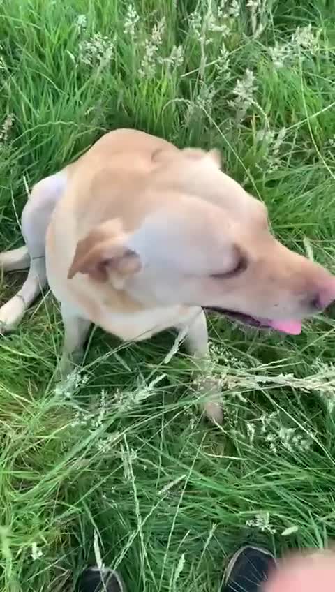 Labrador Retriever dogs for sale: Labrador - Video 1