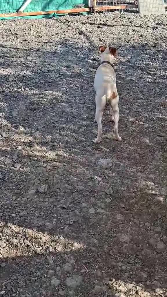 Mixed Breed dogs for adoption: Little Reggie wants to go home  - Video 2