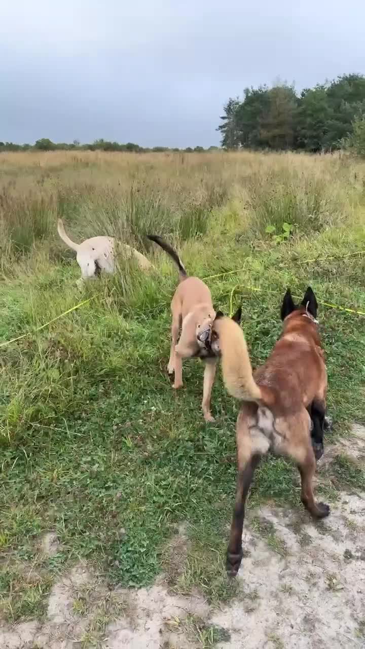 Belgian Shepherd Dog dogs for sale: Belgian mallinos pup - Video 1