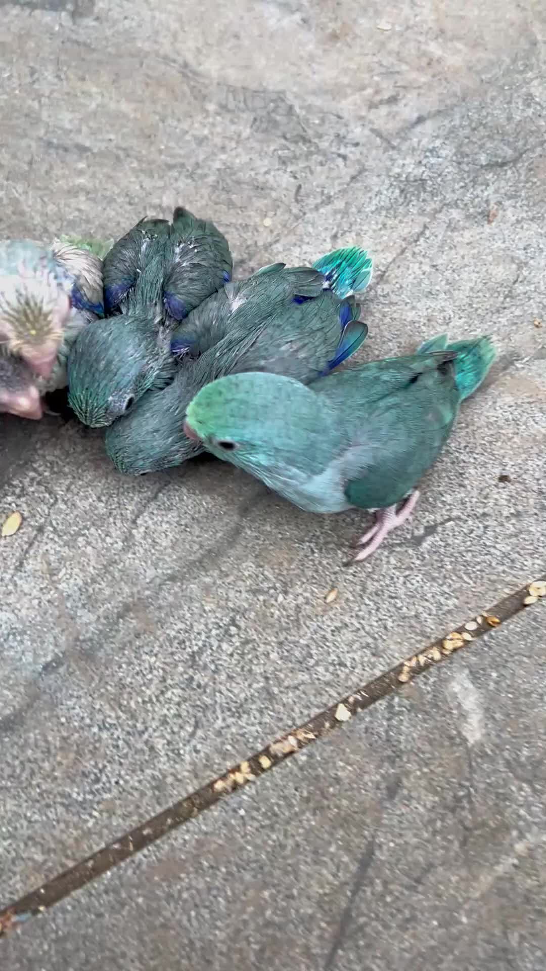 Mixed Breed birds for sale: All types Bird Avery clearance.  - Video 3