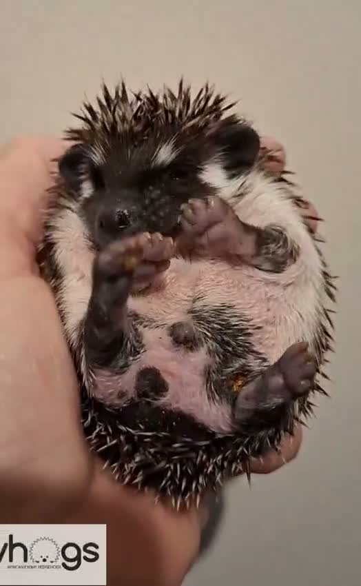 Pygmy Hedgehog rodents for sale: 4 Handsome Male African Pygmy Hedgehogs available  - Video 2