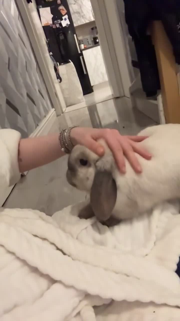 Mini Lop rabbits for sale: Need a new loving home  - Video 2