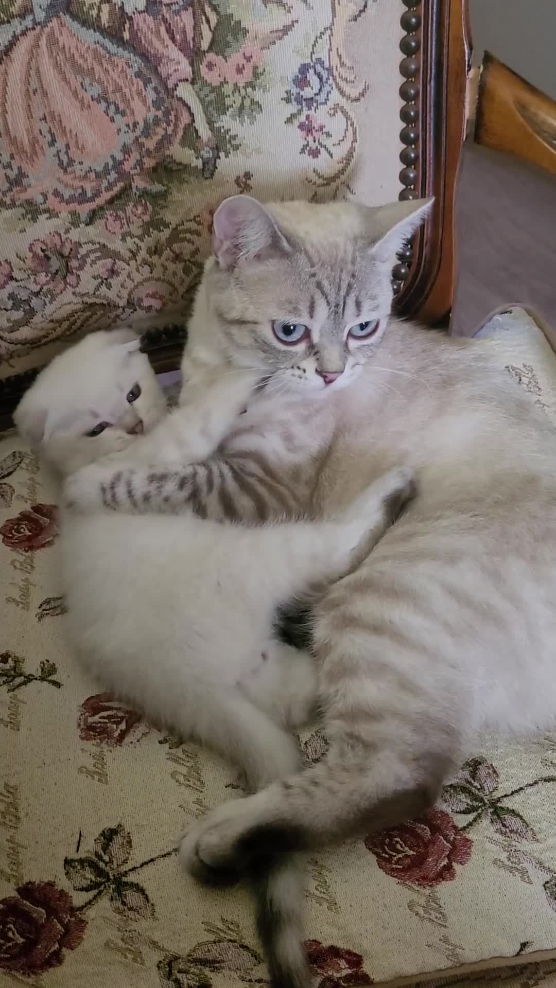 Scottish Fold cats for sale: Scottish fold/straight snow leopards  - Video 2