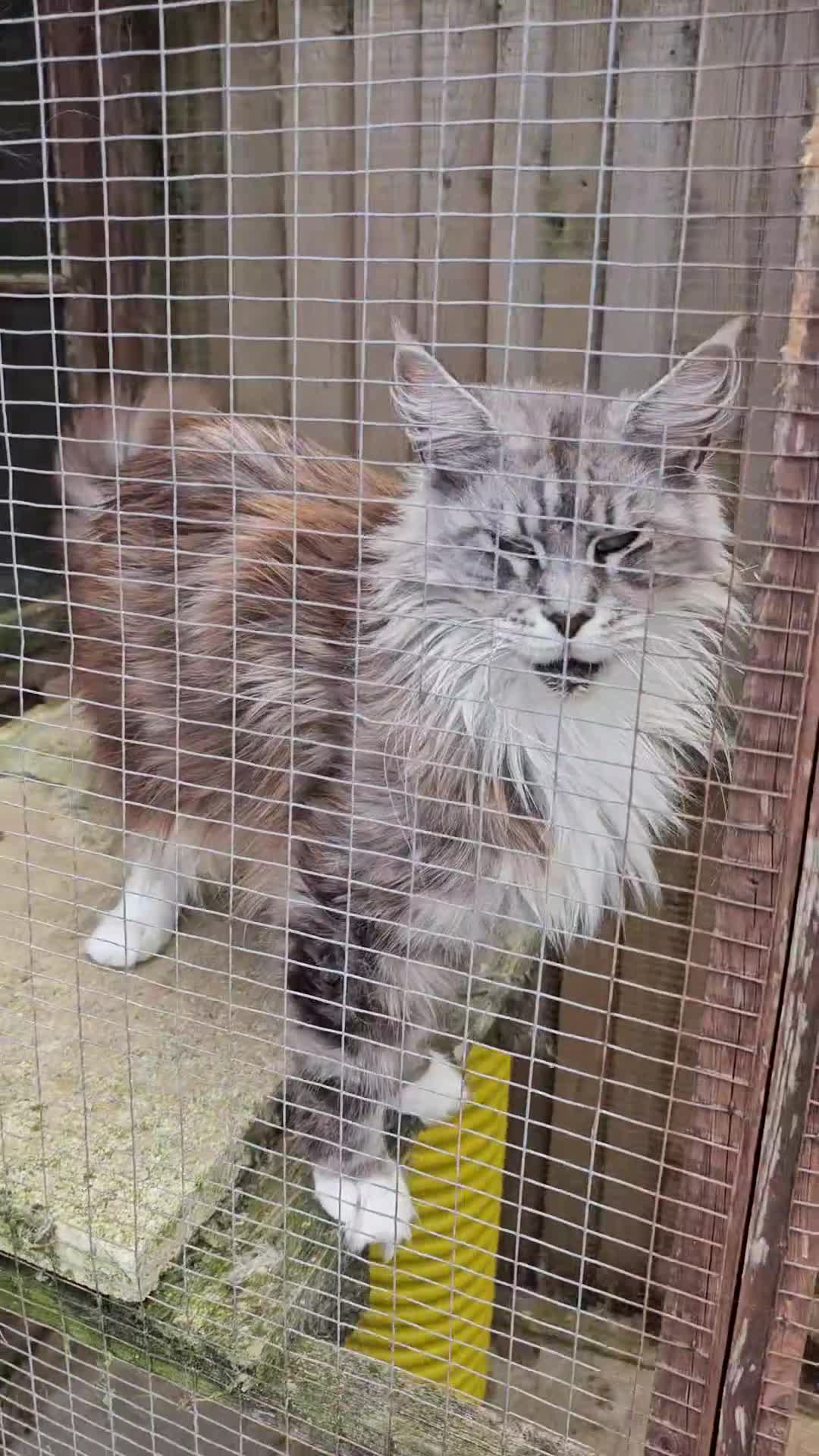 Maine Coon cats for sale: Amazing pedigree Mainecoon Female  - Video 1