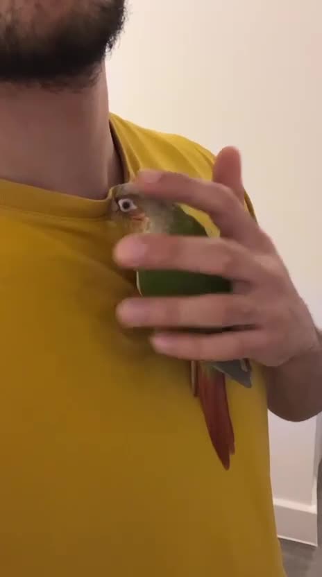 Conures birds for sale: Tamed Conure Parrot + large cage included in Kingston upon Thames - Video 1