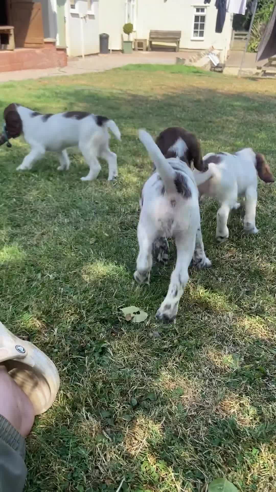 English Springer Spaniel dogs for sale: Kc registered English springer spaniel pups - Video 1