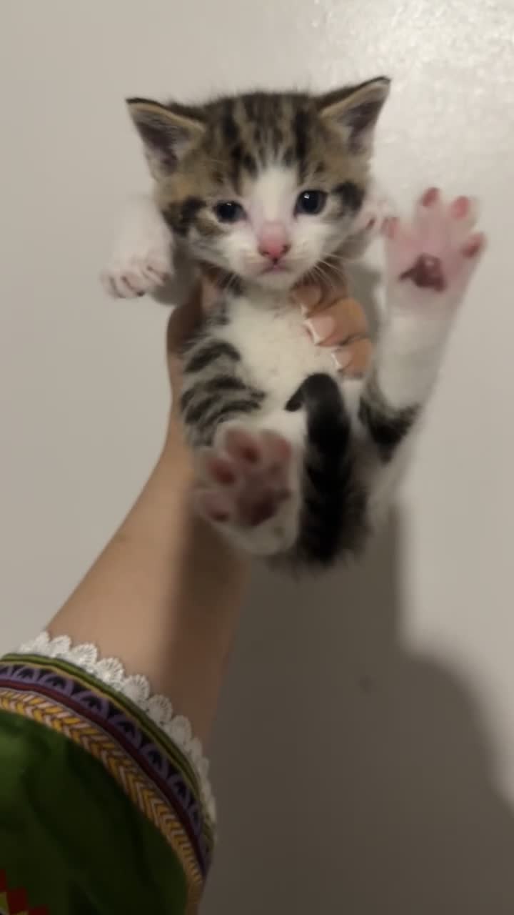 Domestic Shorthair cats for sale: Beautiful tabby’s looking for a forever home - Video 4