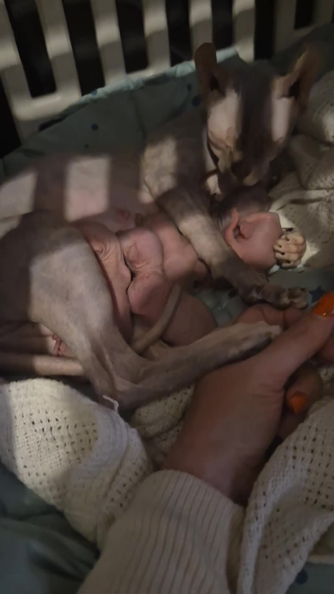 Sphynx cats for sale: 4 Female Sphynx Kittens - Video 1