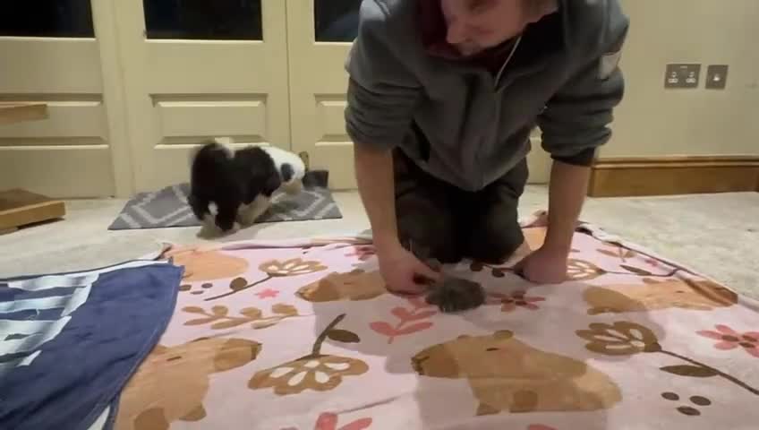 Old English Sheepdog dogs for sale: Outstanding OES top Show Lines,Exceptional Quality - Video 2