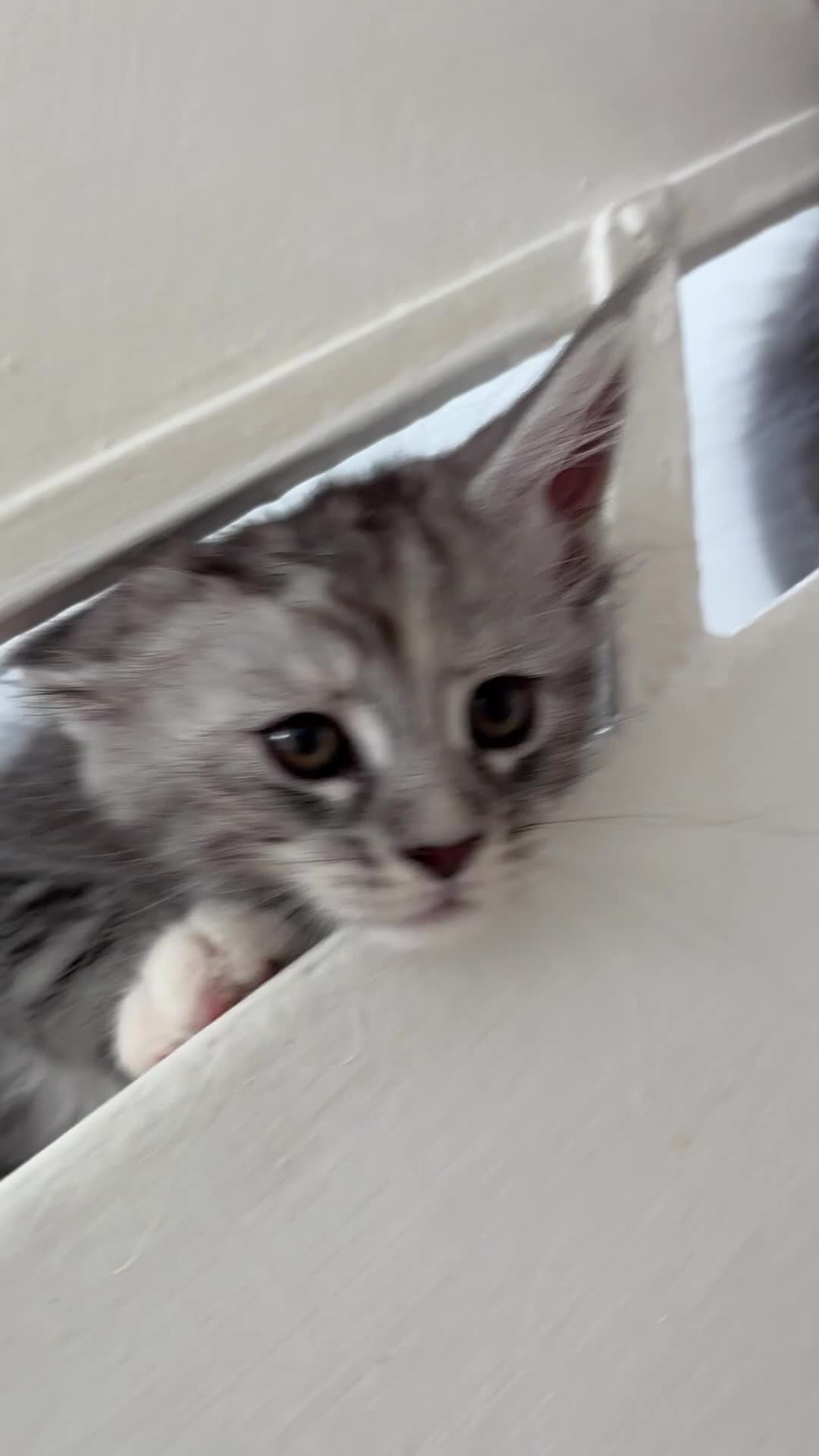 Maine Coon cats for sale: TICA Registered Maine Coon Kittens. Reserve please - Video 1