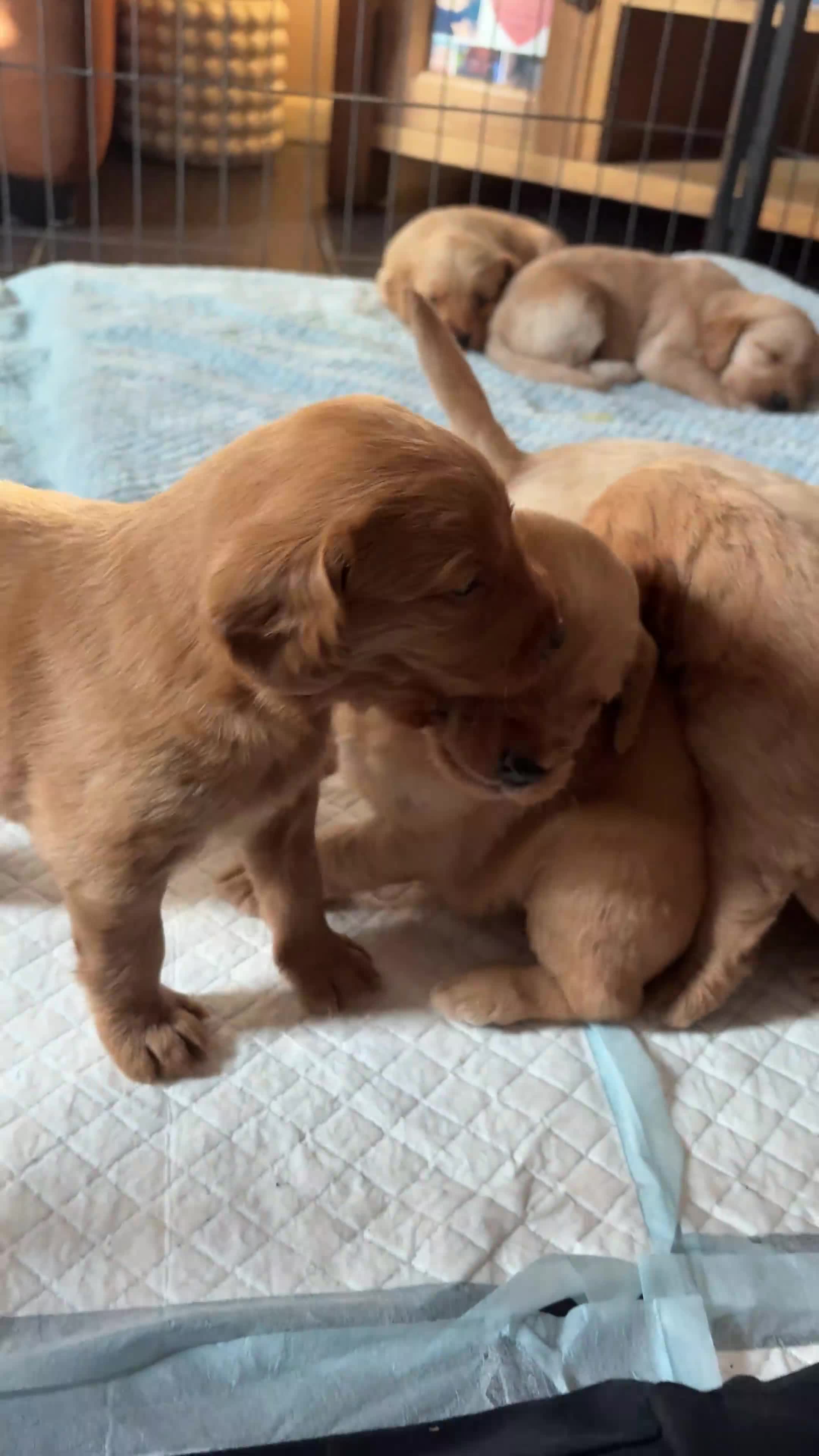 Labradoodle dogs for sale: ⭐️Labradoodle puppies⭐️ in Manchester - Video 3