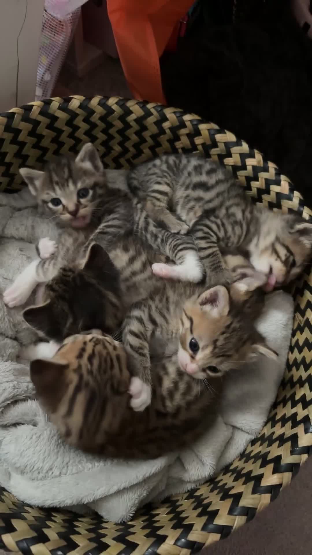 Mixed Breed cats for sale: Six very cute fluffy kittens  - Video 1
