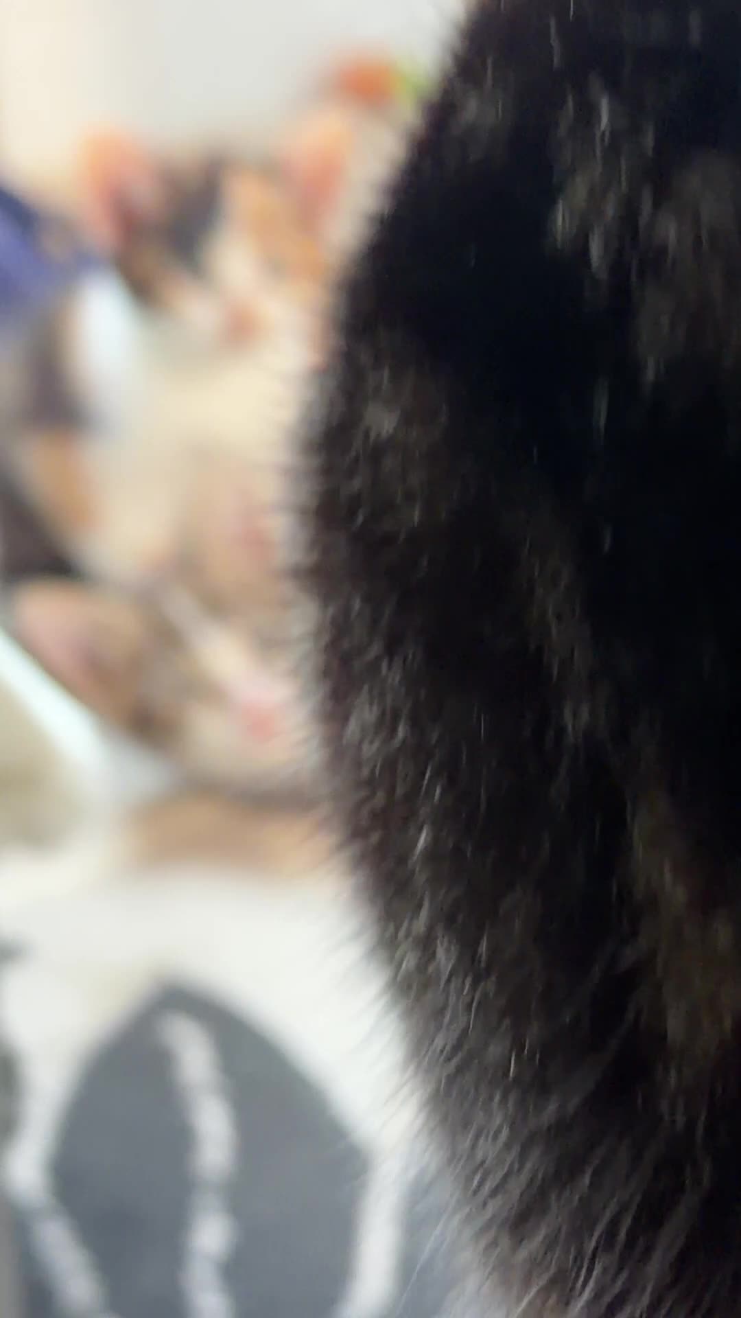 Mixed Breed cats for sale: Tabby Male kitten  - Video 2