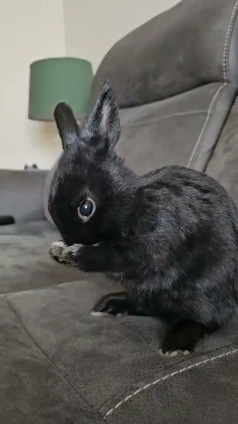 Netherland Dwarf rabbits for sale: *AVAILABLE* Purebred Netherland Dwarf Doe - Video 2