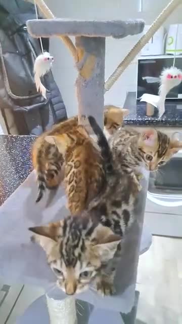 Bengal cats for sale: 🔥✨ LAST ONE!! Pedigree TICA-Registered Bengal  - Video 1