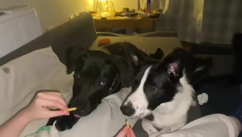 Mixed Breed dogs for sale: Django Cane corso X Greyhound  - Video 4