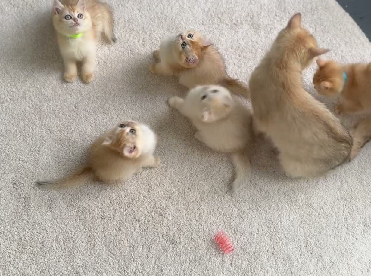 British Shorthair cats for sale: 💛Premium golden chinchilla bsh kittens 💛 - Video 1